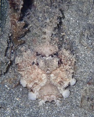 Inimicus filamentosus