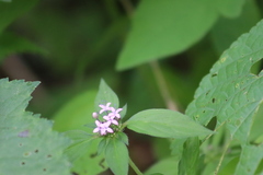 Crusea hispida