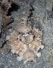 Inimicus filamentosus