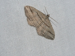 Costaconvexa polygrammata