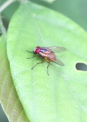 Phaonia rufiventris