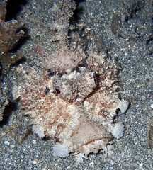 Inimicus filamentosus