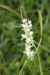 Platanthera dilatata leucostachys
