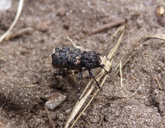Platyrhinus resinosus