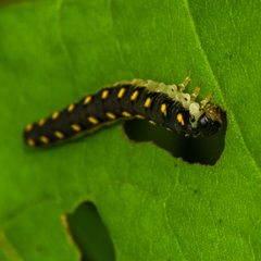 Tenthredo mandibularis