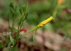 Oenothera elata hookeri