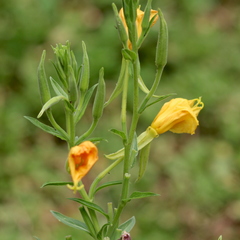 Oenothera elata hookeri