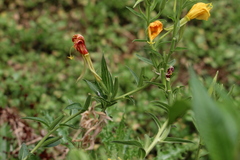 Oenothera elata hookeri