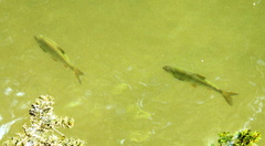 Squalius cephalus