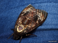 Acherontia