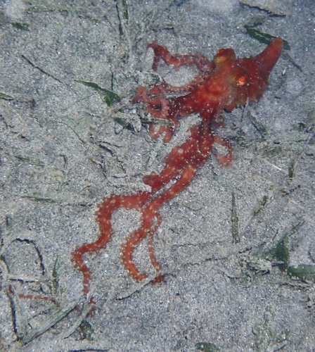 Ornate Night Octopus (Pinnoctopus ornatus), a species recorded in Hawaii