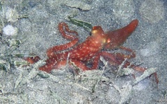 Callistoctopus ornatus