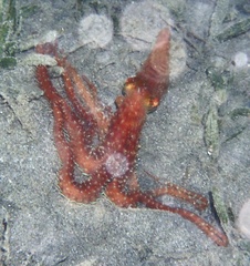 Callistoctopus ornatus