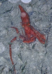 Callistoctopus ornatus