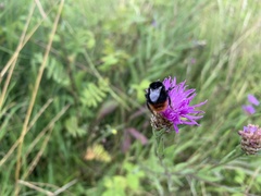 Bombus