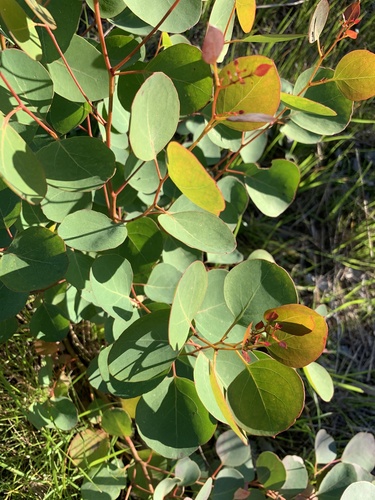 Eucalyptus cladocalyx