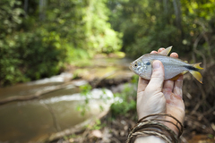 Twospot Astyanax photo 4