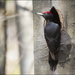 Black Woodpecker - Photo (c) cesare dolzani, some rights reserved (CC BY-NC-SA)