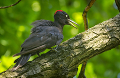 Black Woodpecker photo 1