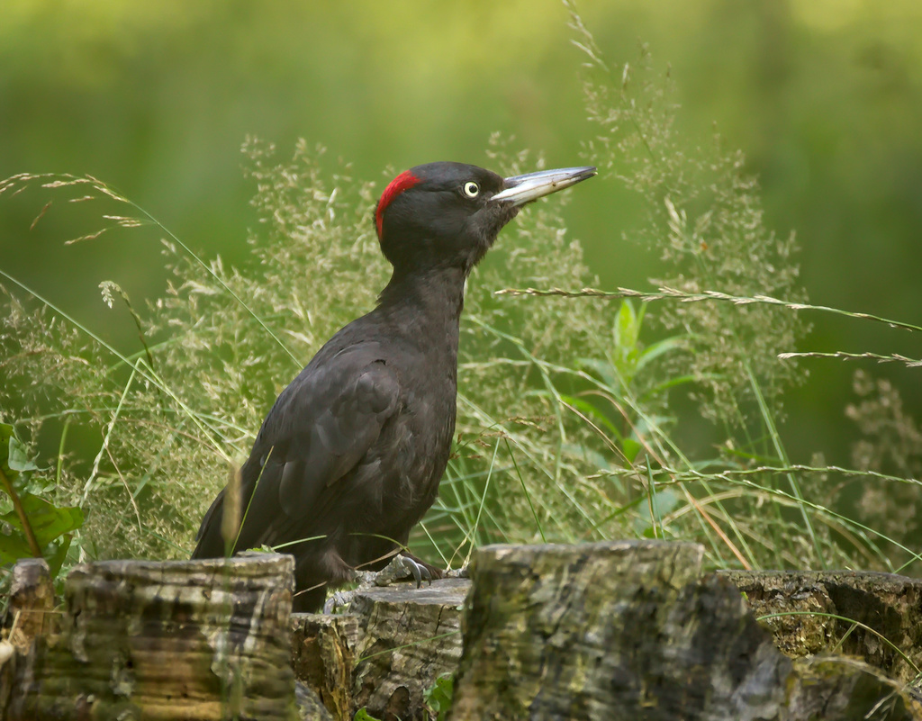 Foto de Black Woodpecker