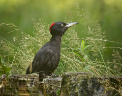 Black Woodpecker photo 2