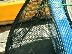 Eutropis longicaudata