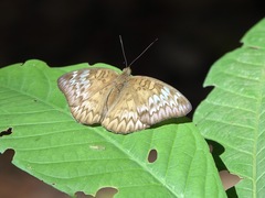 Euthalia monina monina