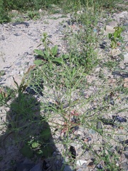 Corispermum hyssopifolium