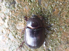 Aphonus