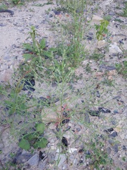 Corispermum hyssopifolium