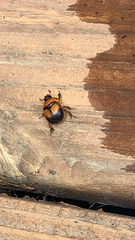 Bolbocerosoma bruneri