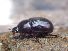 Aphonus