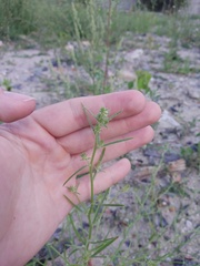 Corispermum hyssopifolium