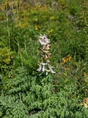 Corydalis caseana