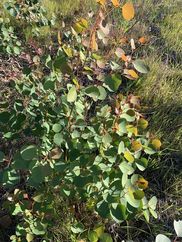 Eucalyptus cladocalyx
