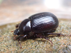 Aphonus