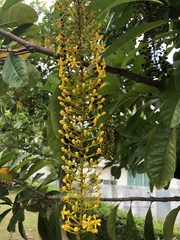 Lophanthera lactescens