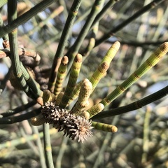 Casuarina glauca