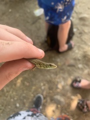 Podarcis siculus campestris