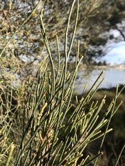 Casuarina glauca
