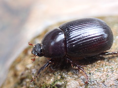 Aphonus