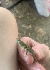 Podarcis siculus campestris