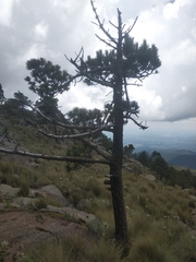 Pinus hartwegii