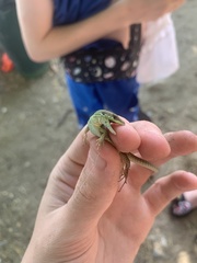 Podarcis siculus campestris