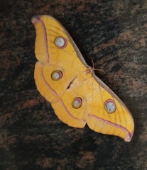 Antheraea paphia