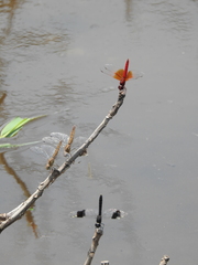 Brachythemis lacustris