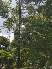 Platanus mexicana