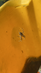 Araneus diadematus