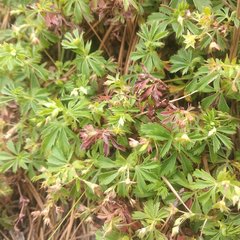 Alchemilla procumbens