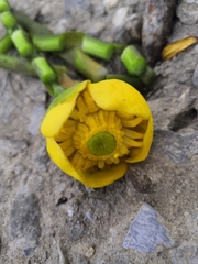 Nuphar lutea